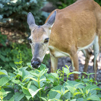 Deer & Pest Control