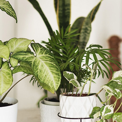 House Plants